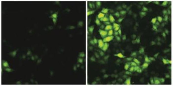 Ebola-Fighting Protein Paves The Way For New Drugs