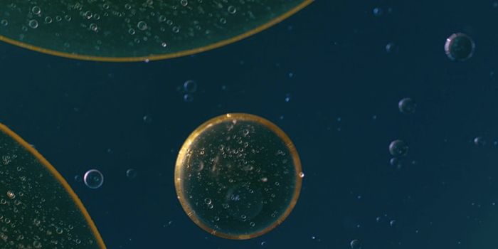 Understanding How Gut Bacteria May Promote Leukemia