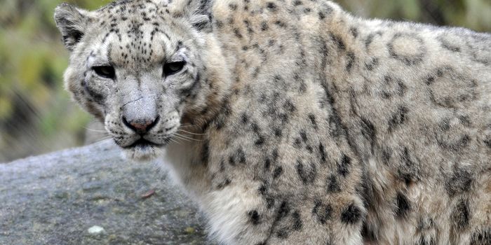 Snow Leopard Downgraded to 'Vulnerable' by the IUCN
