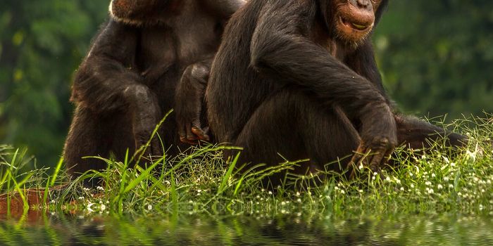 The Cuddle Hormone Likely Helps Chimps Band Together During Conflict