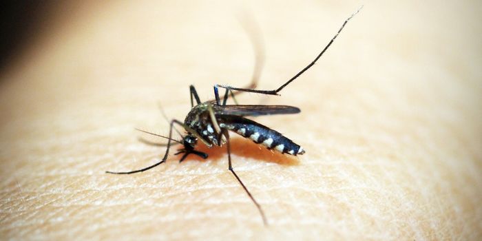Using Mosquito Spit to Develop Vaccines for Zika, Yellow Fever, Dengue