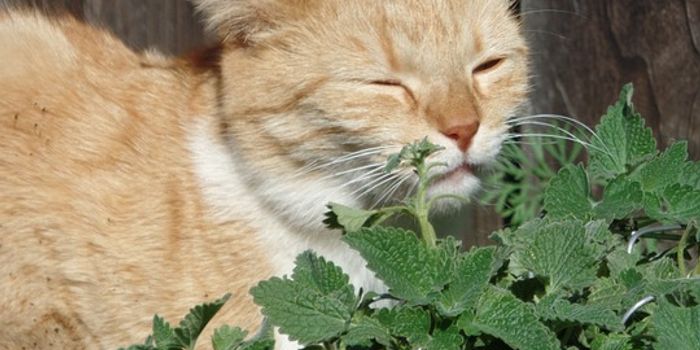 What can we learn from catnip?