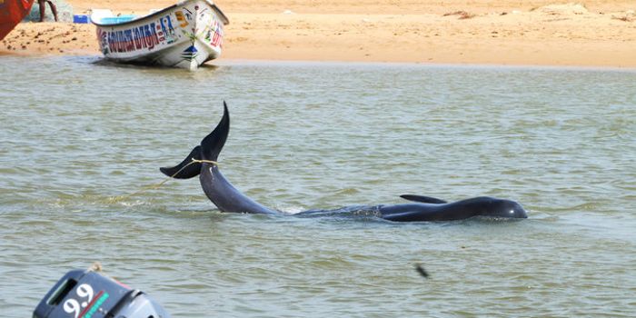 Dozens of Whales Die on Indian Beach After Getting Stranded