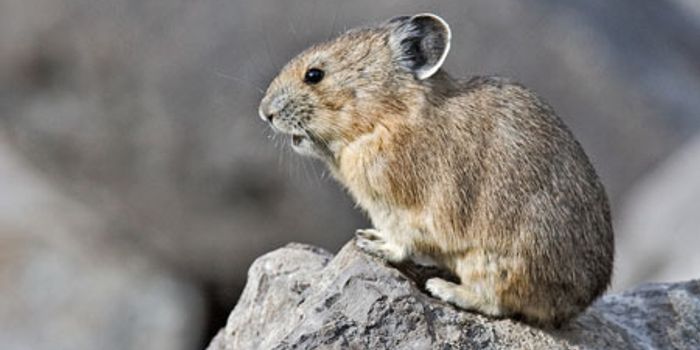 Climate Change is Negatively Impacting the Pika Species