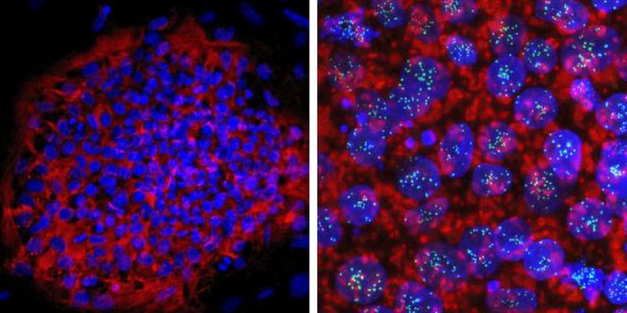 An Atlas of the Human Genome
