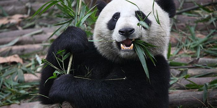Going With Their Gut: Pandas and Bamboo
