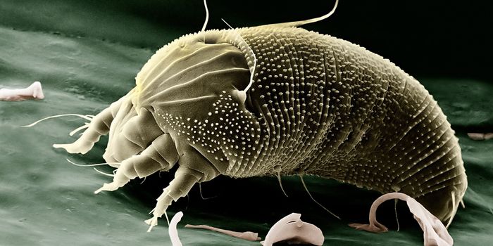 Animal Trial of Asthma Vaccine Has Positive Results