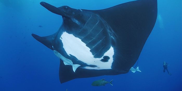 Fishing Bans Don't Reduce Industrial Fishing Catches - But They Do Heal Ecosystems