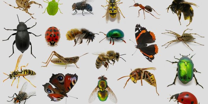 Insects beware, fungi mean business