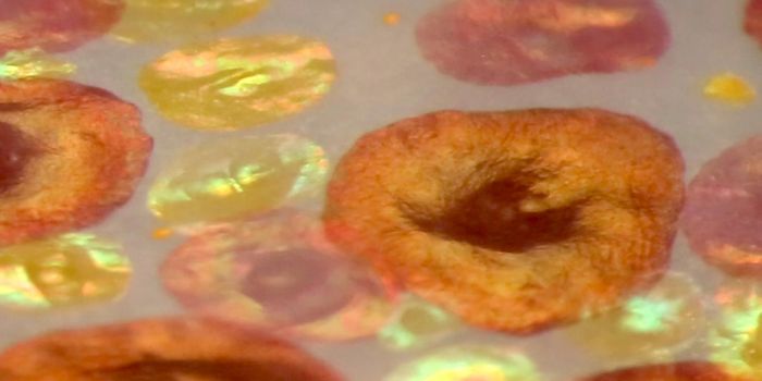 Revealing the Mechanisms Underlying Squid's Color-changing Skin