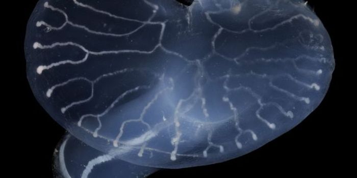 Scientists Investigate the Mystery of Deep-Sea Mushrooms
