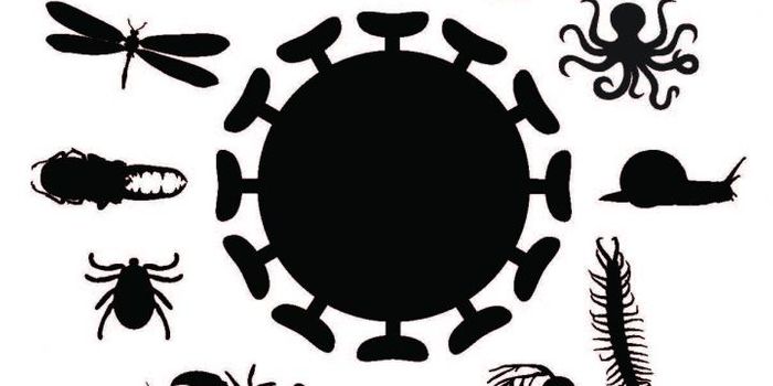 Metagenomic Survey of Invertebrates Reveals Many Viruses