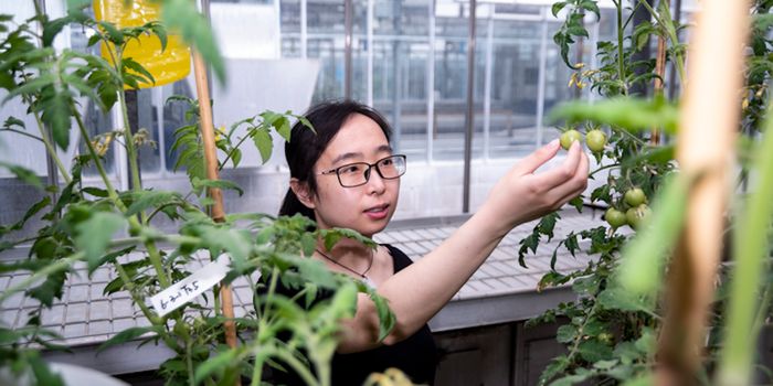 These Gene-Edited Tomatoes Carry High Levels of Vitamin D