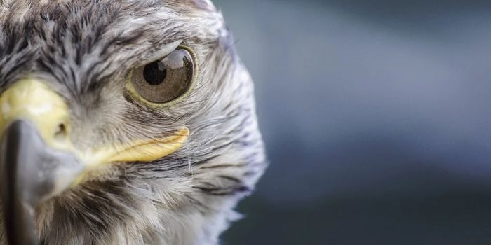 Tasty Pigeon Just Barely Outflies a Hungry Falcon