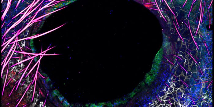 Deciphering the Signals Between Invaders & Immune Cells