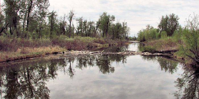 Beaver Dams May Help Reduce Pollution in Natural Waterways