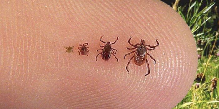 CDC Warns of New Tickborne Disease