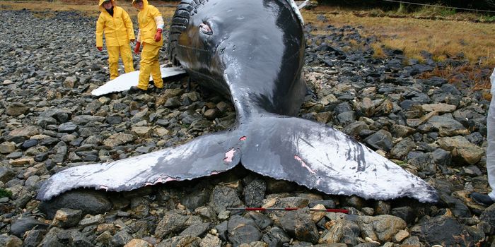 Do Solar Storms Cause Dolphins and Whales to Beach Themselves?