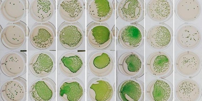 Even Bacteria Align With the Daily Cycle of Day and Night