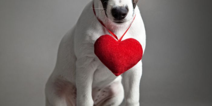Heart Failure Treatment for Dogs Could Work For Humans Too
