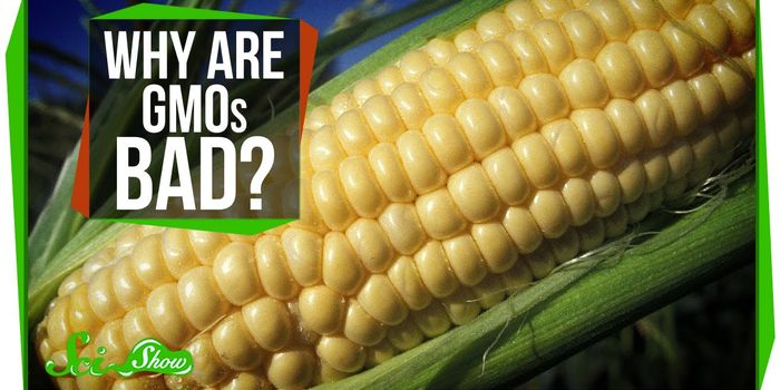 What's the deal with GMOs?