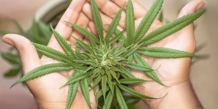 Public Health and Cannabis: Bridging the Information Gap