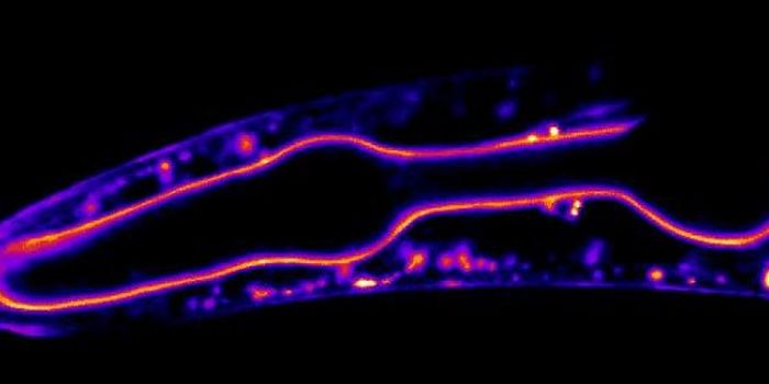 Getting a Closer Look at the Internal Scaffolding Supporting the Body
