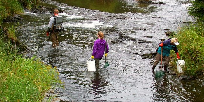 Diatoms' DNA can be used as bioindicators for river health