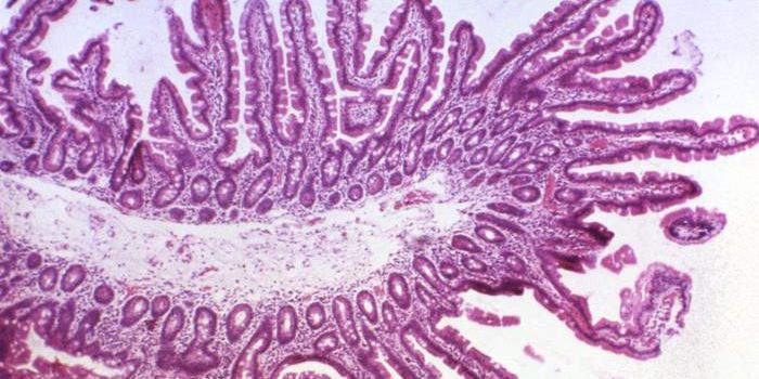 Revealing New Details About the 'Brain in the Gut'