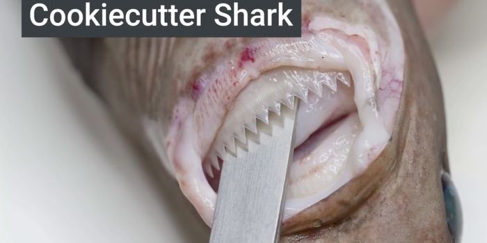 These Weird Fish Live in Some of the Deepest Parts of the Ocean