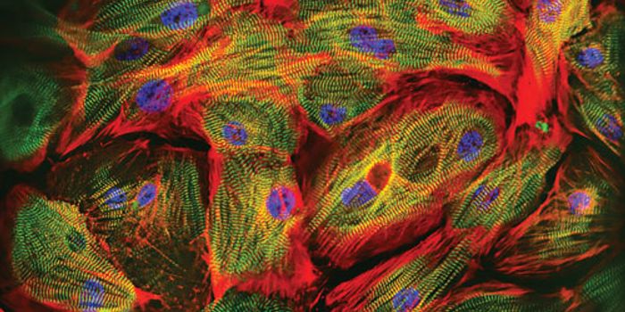 "Muscle On-A-Chip" Technology to Repair Damaged Heart Cells