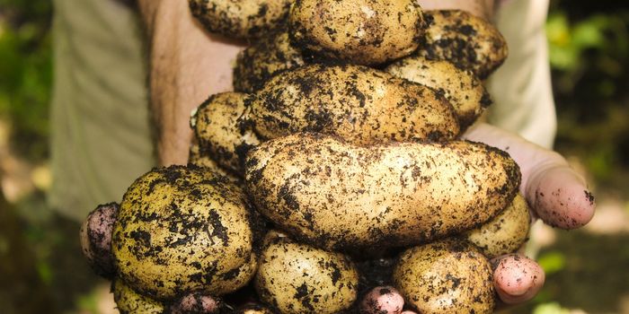 Potatoes Are Capable of Growing in Mars-Like Conditions