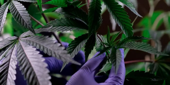 RIP Indica/Sativa Cannabis Distinction - Trick, Treat, or Terpene?