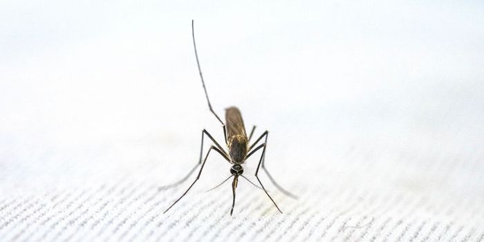 Monoclonal Antibody Treatment Shows Promise in Preventing Malaria