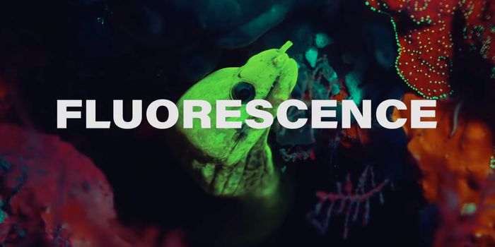 Scientists Are Learning More About the Properties of Biofluorescence