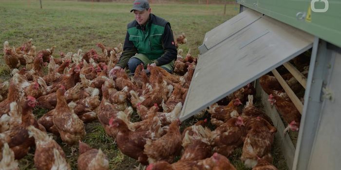 Hens Engineered to Generate Human Proteins in Their Eggs