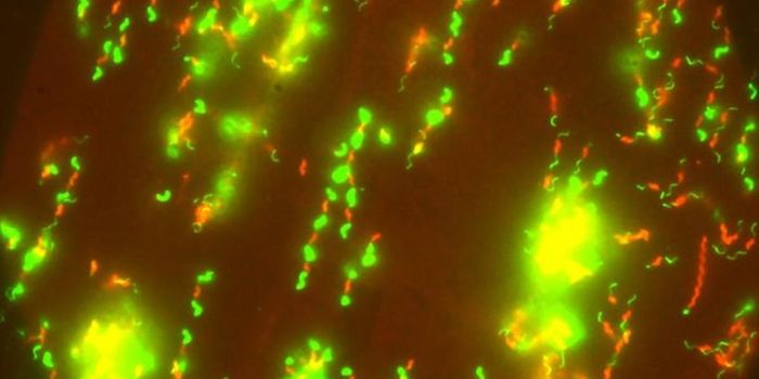 A Gut Pathogen Moves With Help From Its Environment