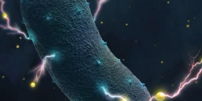 Researchers Surprised to Find Bacteria That Make Electricity in the Human Gut