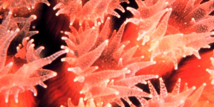 Antibiotics Fight Mysterious Coral Disease