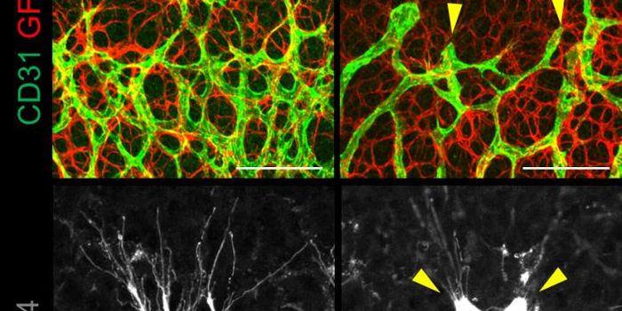 "Sprouting" New Blood Vessels
