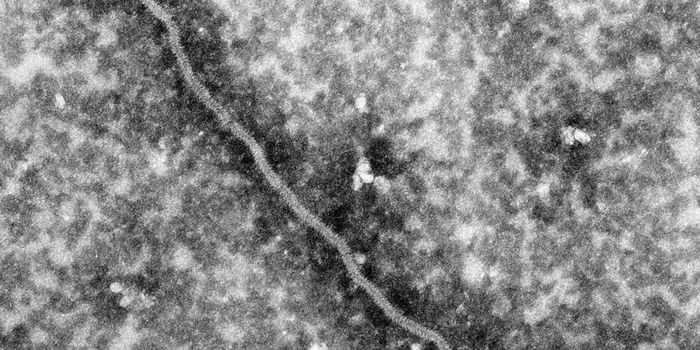 Authorities Work to Contain Nipah Virus Outbreak in India