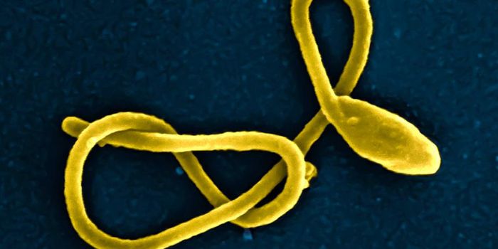 WHO Declares Health Emergency Due to Ebola Outbreak in DRC, Uganda