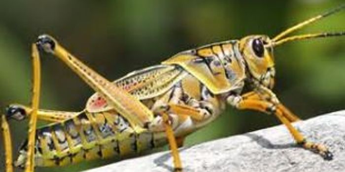 New Technique of Studying Insect Physiology Through DNA Extractions 