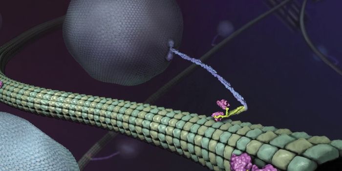 Kinesin - A Critical Transport Protein