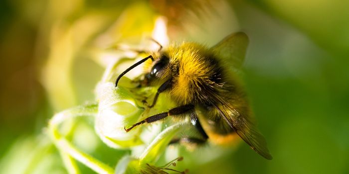 Pesticides Negatively Impact Ovary Development in Queen Bumblebees