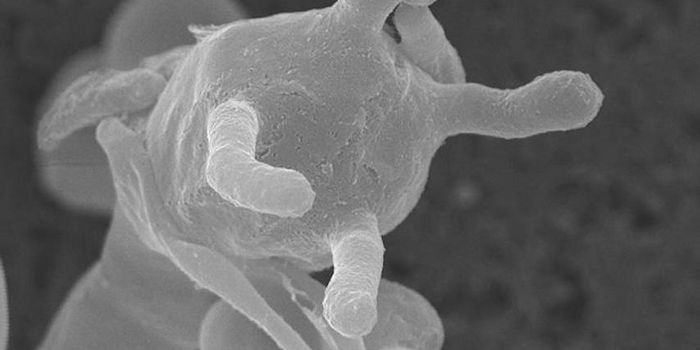 Pathogenic Fungi Rapidly Acquire Mutations to Resist Drugs