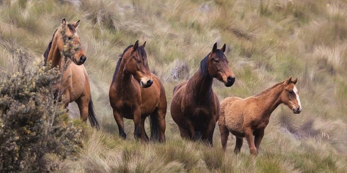 What is Borna Virus? Scientists Now Have a Way to Detect the Rare Disease