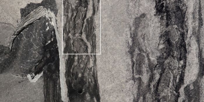 Scientists Link Ancient Worm With Fossil of 500 Million-Year-Old 'Seaweed'