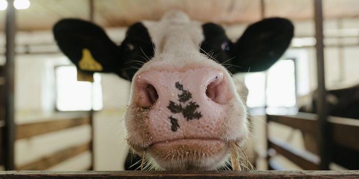 Sunshine Vitamin Boosts Dairy Cows' Immunity