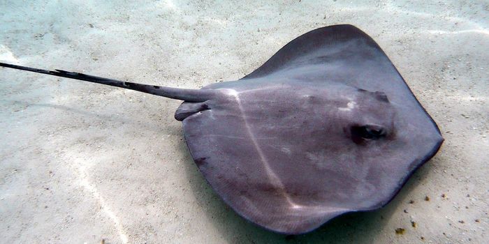 Study Involving the Elusive Smalleye Stingray Made Possible with Crowd-Sourced Data